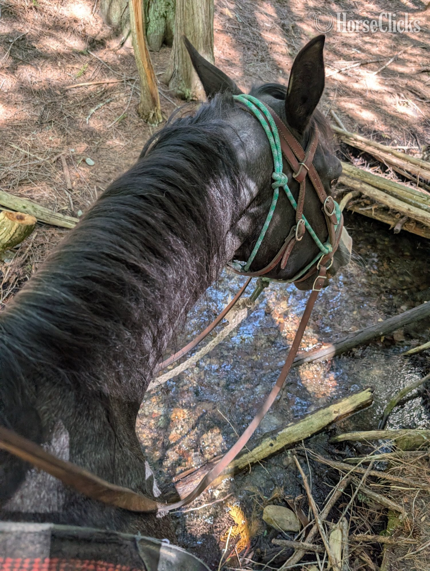 Paint - "Star Bellied Sneetch" Blue Roan Gelding Paint in New Jersey