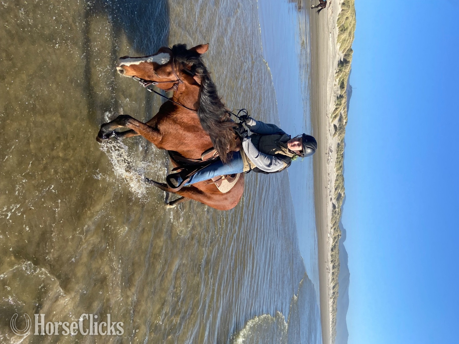 Bay 13.3hh Gelding for Lease in Oregon