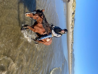Bay 13.3hh Gelding for Lease