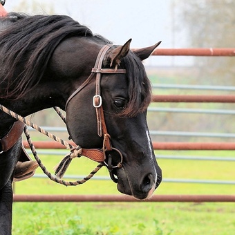 "Super Hottie" Black Stallion Quarter Horse