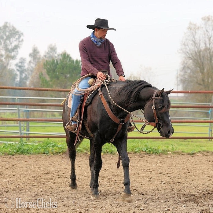 "Super Hottie" Black Stallion Quarter Horse