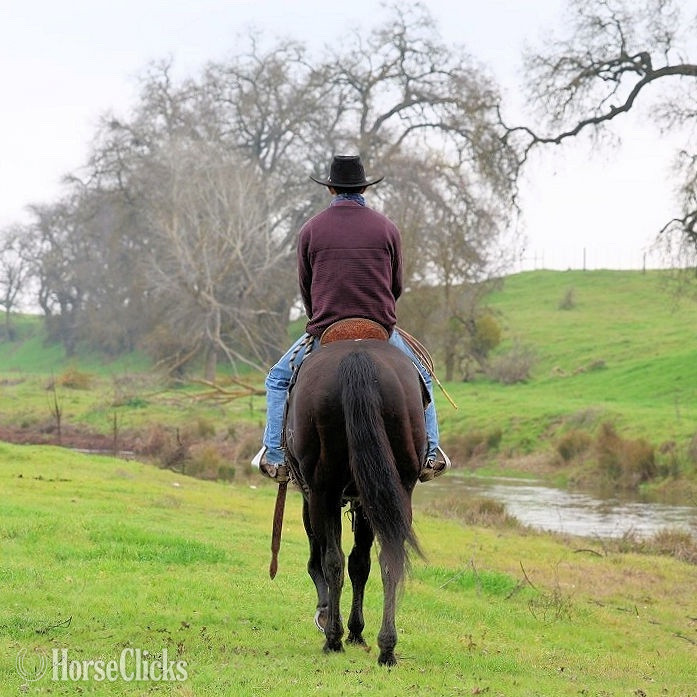 California "Super Hottie" Black Stallion Quarter Horse