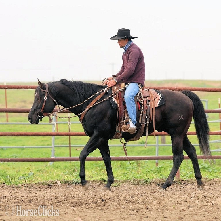 "Super Hottie" Black Stallion Quarter Horse - Quarter Horse in California