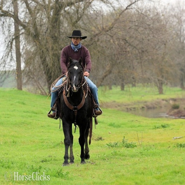 "Super Hottie" Black Stallion Quarter Horse - Quarter Horse