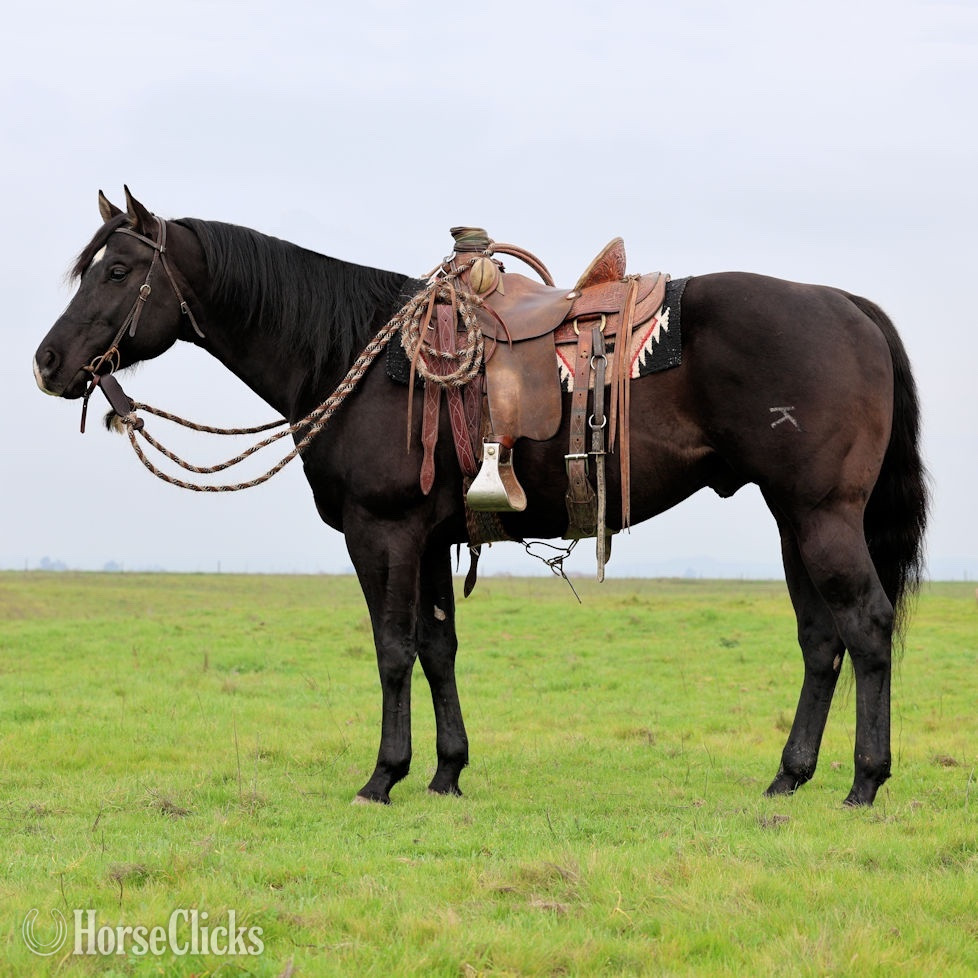 "Super Hottie" Black Stallion Quarter Horse California
