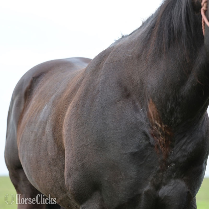 Quarter Horse - "Super Hottie" Black Stallion Quarter Horse in California
