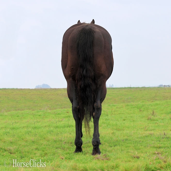 Quarter Horse - "Super Hottie" Black Stallion Quarter Horse