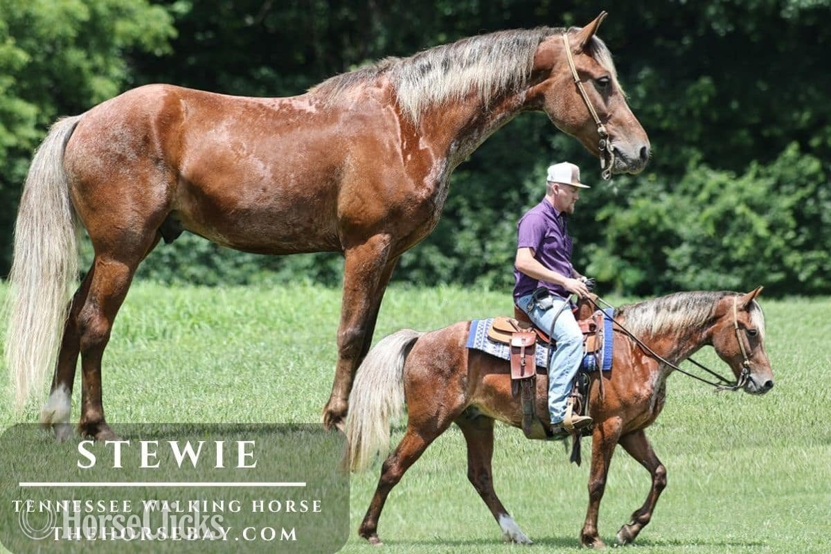 "Stewie" Chocolate Gelding Rocky Mountain in Kentucky
