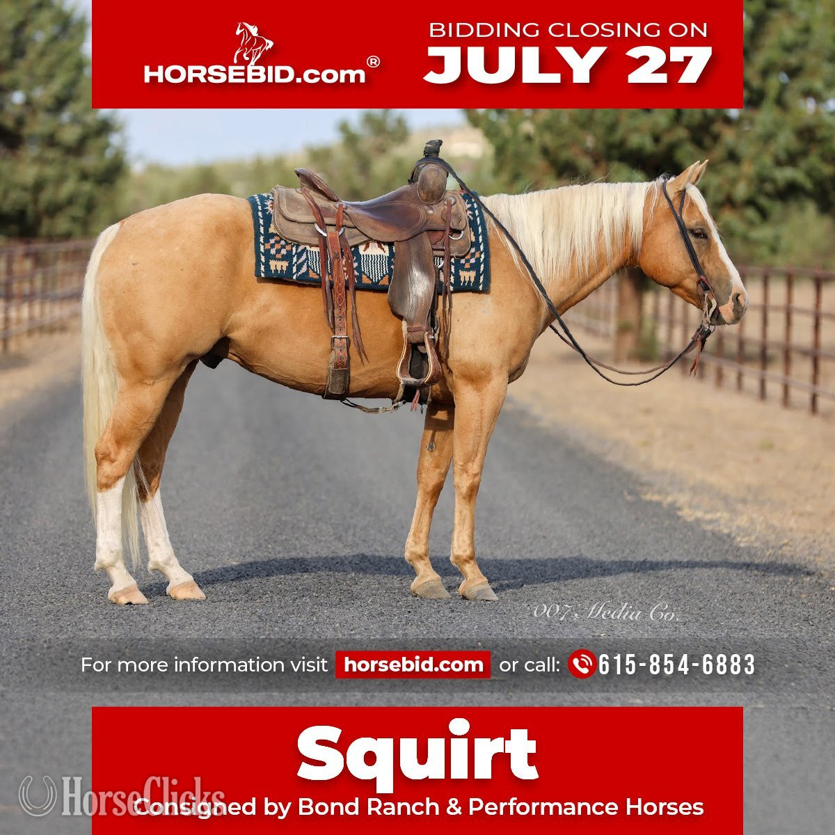 "Squirt" Palomino Gelding Quarter Horse in Oregon