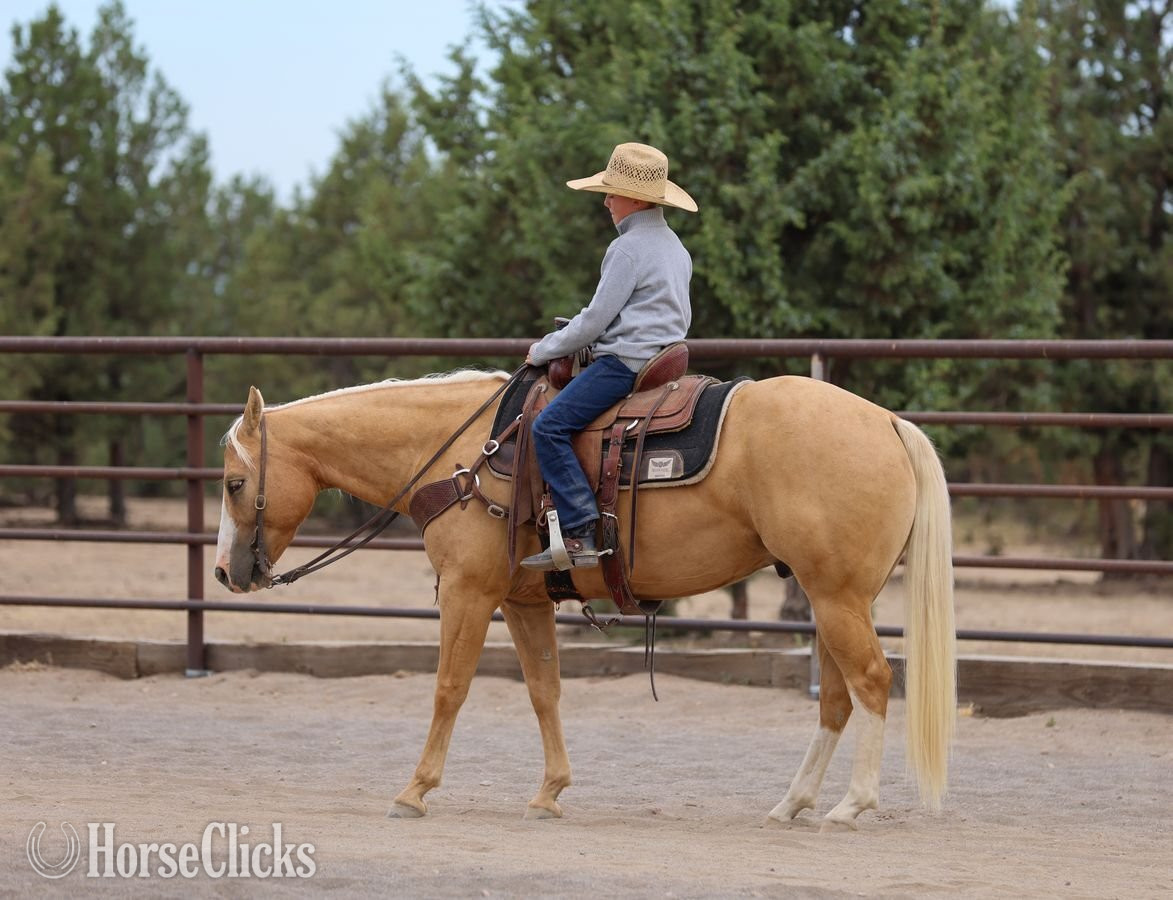 "Squirt" Palomino Gelding Quarter Horse
