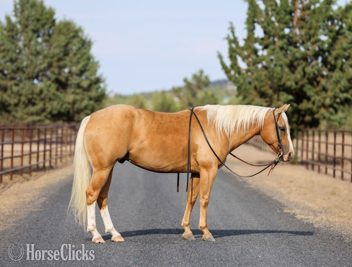Oregon "Squirt" Palomino Gelding Quarter Horse
