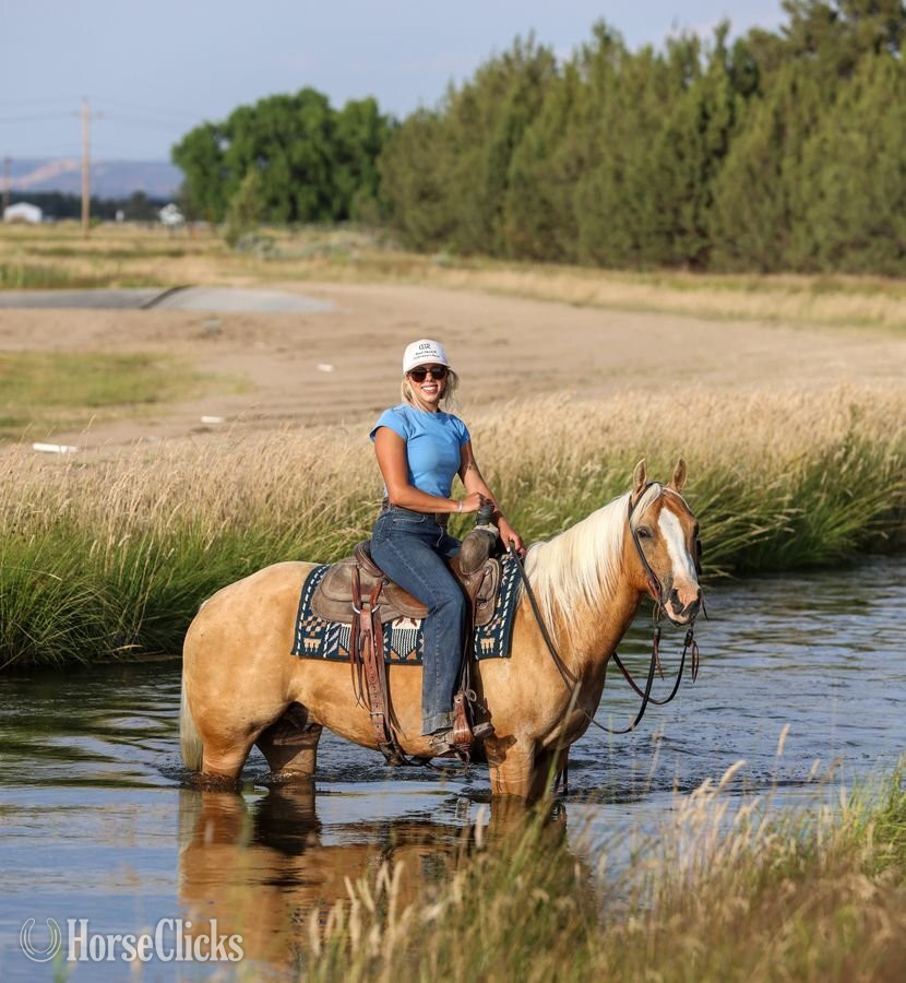 "Squirt" Palomino Gelding Quarter Horse - Quarter Horse in Oregon