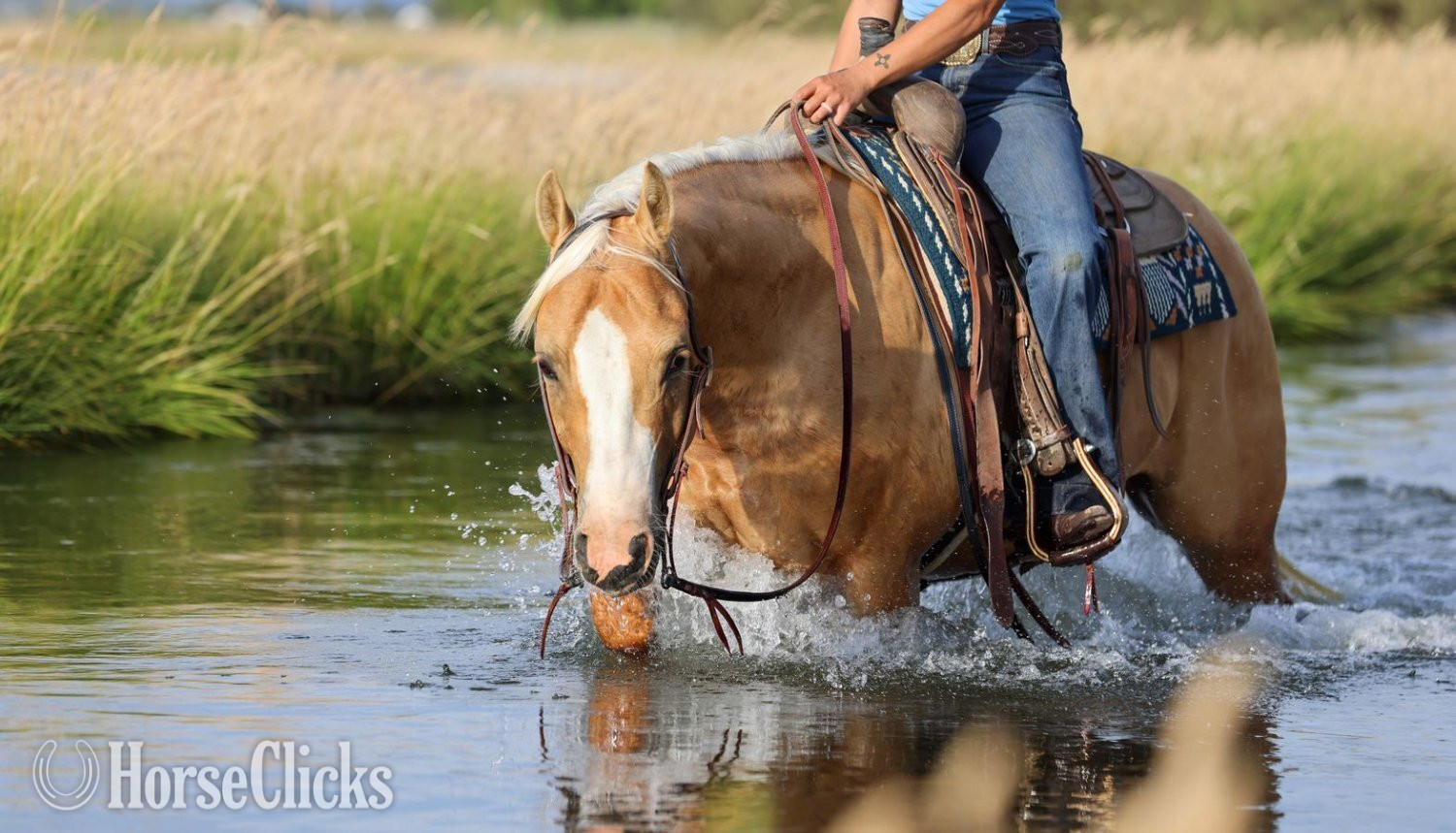 "Squirt" Palomino Gelding Quarter Horse - Quarter Horse