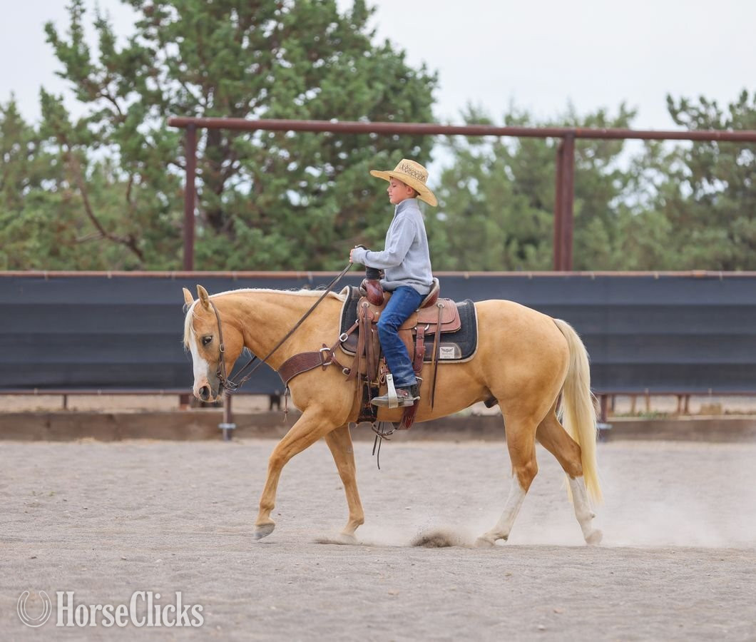 Quarter Horse - "Squirt" Palomino Gelding Quarter Horse in Oregon