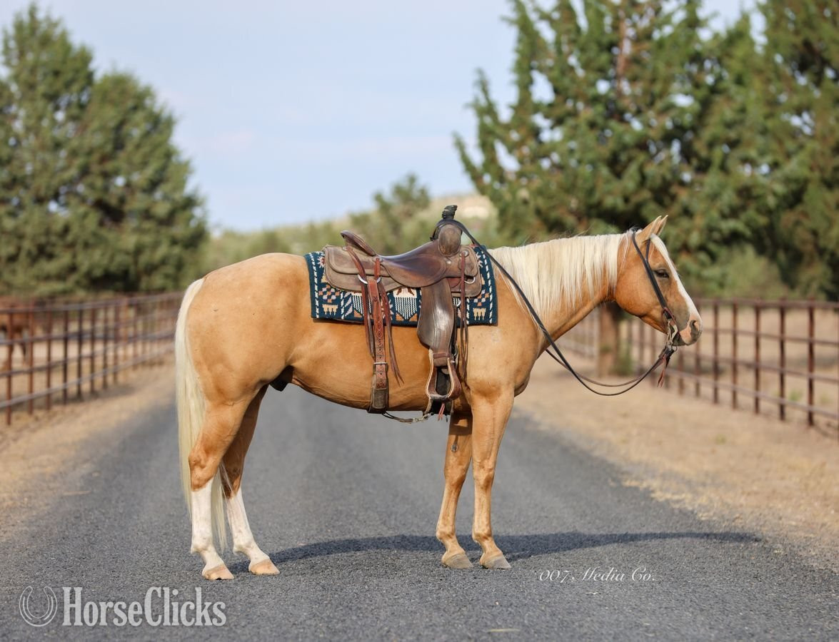 Quarter Horse - "Squirt" Palomino Gelding Quarter Horse