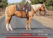 "Squirt" Palomino Gelding Quarter Horse