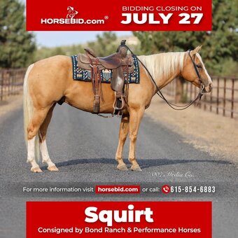 "Squirt" Palomino Gelding Quarter Horse