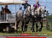 "Bill & Bob" Grey Gelding Percheron