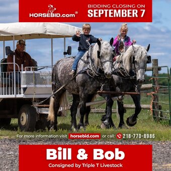 "Bill & Bob" Grey Gelding Percheron
