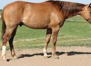 "Smooch" Red Dun Gelding Quarter Horse