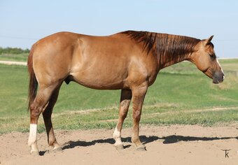 "Smooch" Red Dun Gelding Quarter Horse