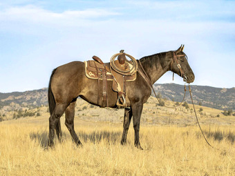 "Cholula " Grullo Mare Quarter Horse
