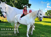 "Silverado" White Gelding Kentucky Mountain
