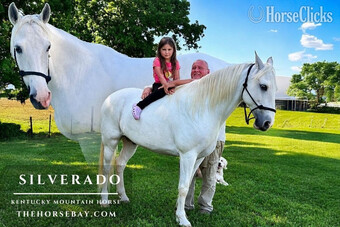 "Silverado" White Gelding Kentucky Mountain
