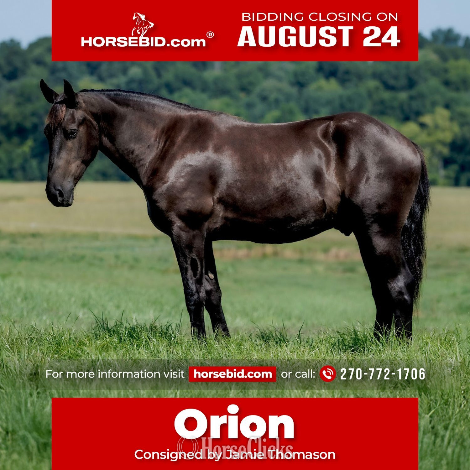 "Orion " Black Gelding Percheron in Kentucky