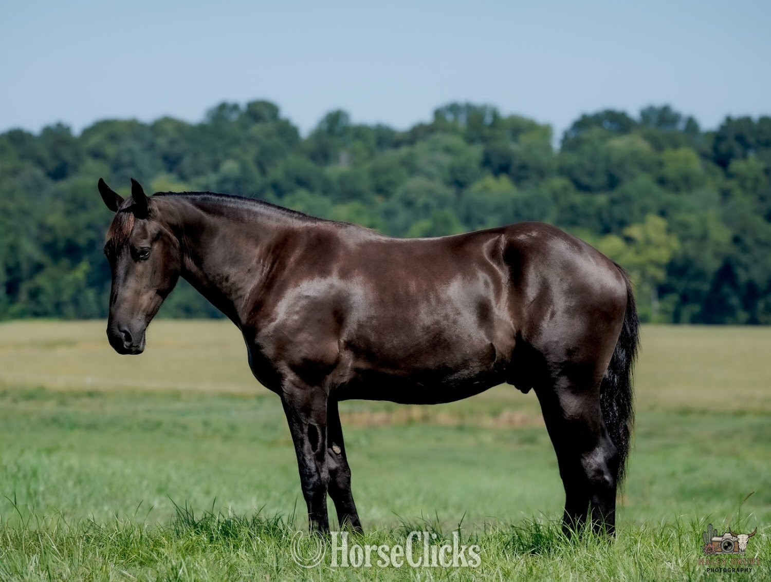 "Orion " Black Gelding Percheron