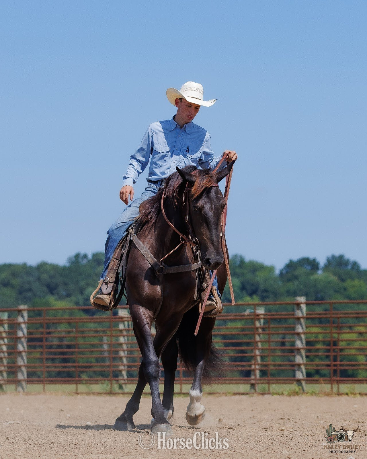 Kentucky "Orion " Black Gelding Percheron