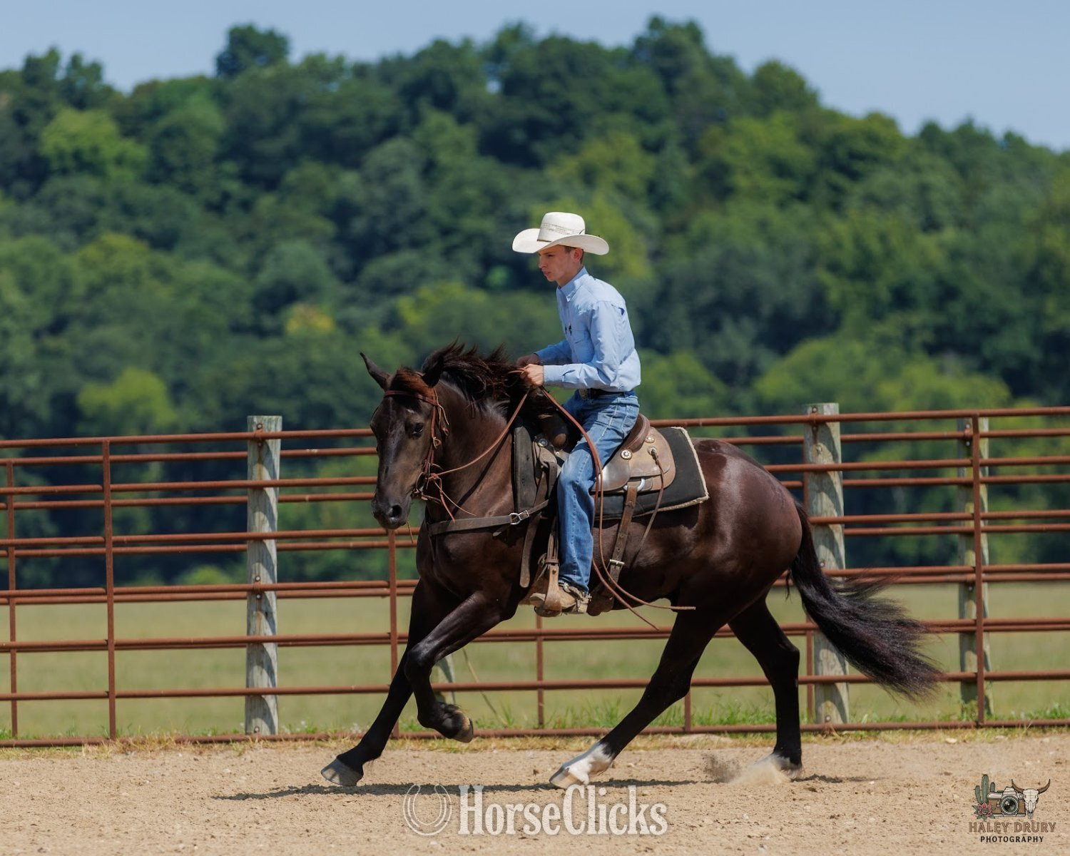 "Orion " Black Gelding Percheron - Percheron in Kentucky