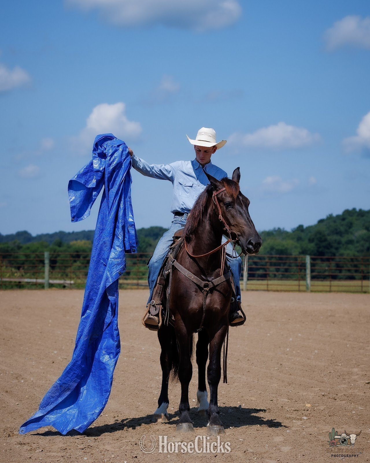 "Orion " Black Gelding Percheron - Percheron