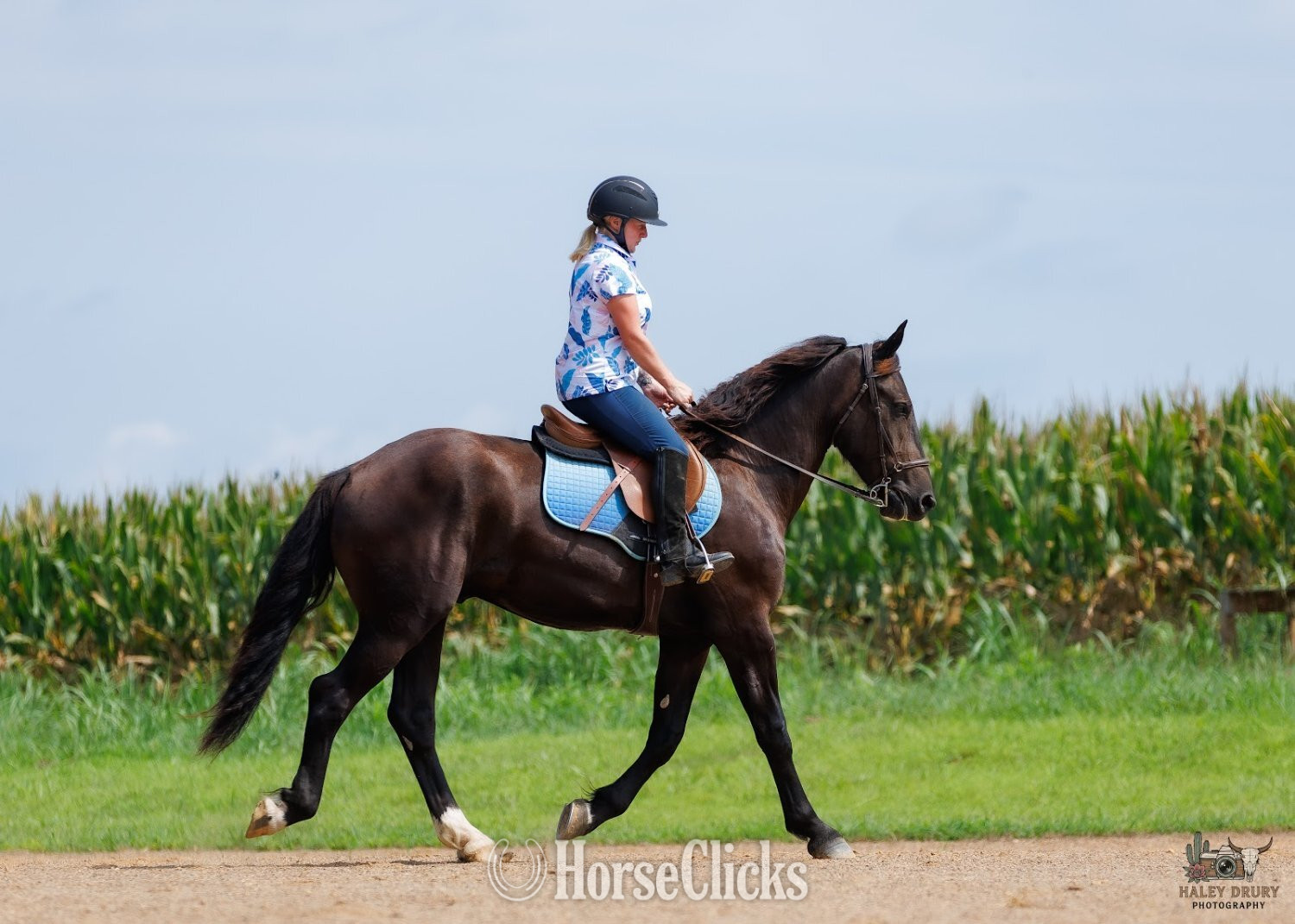 "Orion " Black Gelding Percheron Kentucky