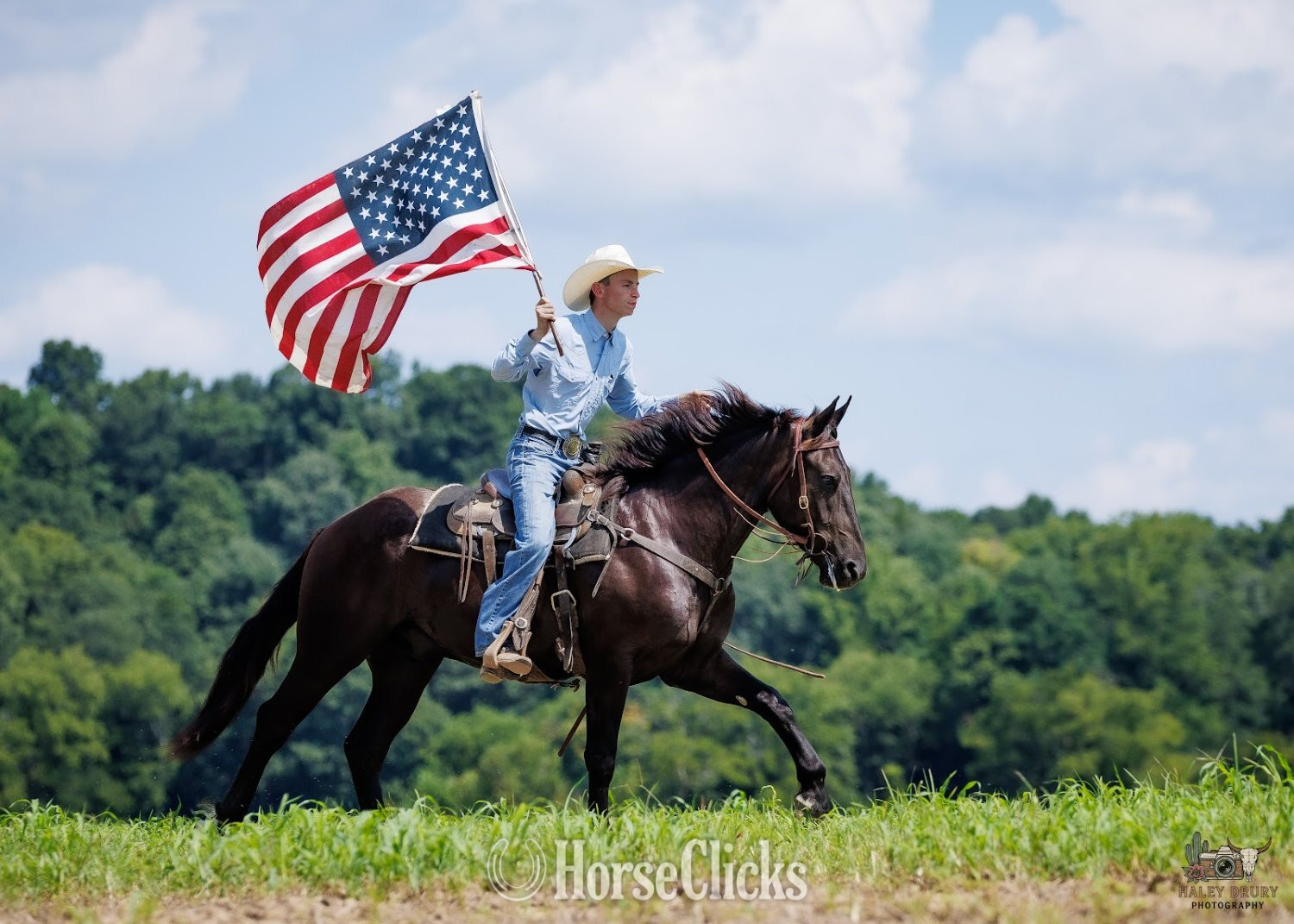 Percheron - "Orion " Black Gelding Percheron in Kentucky