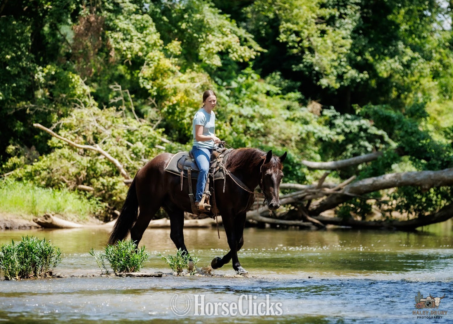 Percheron - "Orion " Black Gelding Percheron