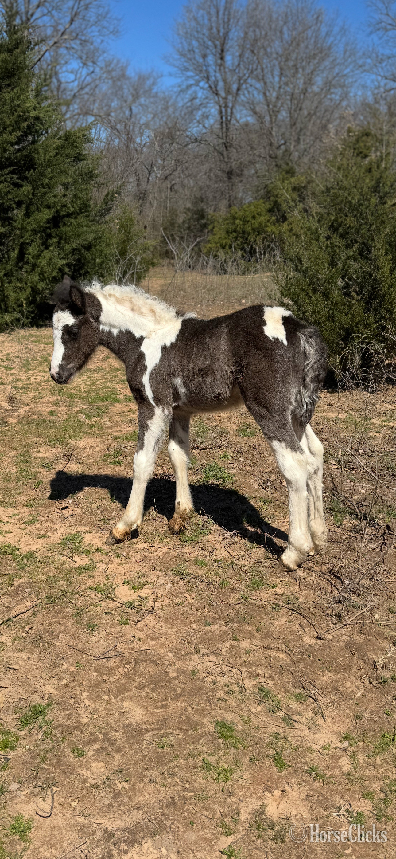 "Lilly"  Filly Gypsy Vanner in Oklahoma