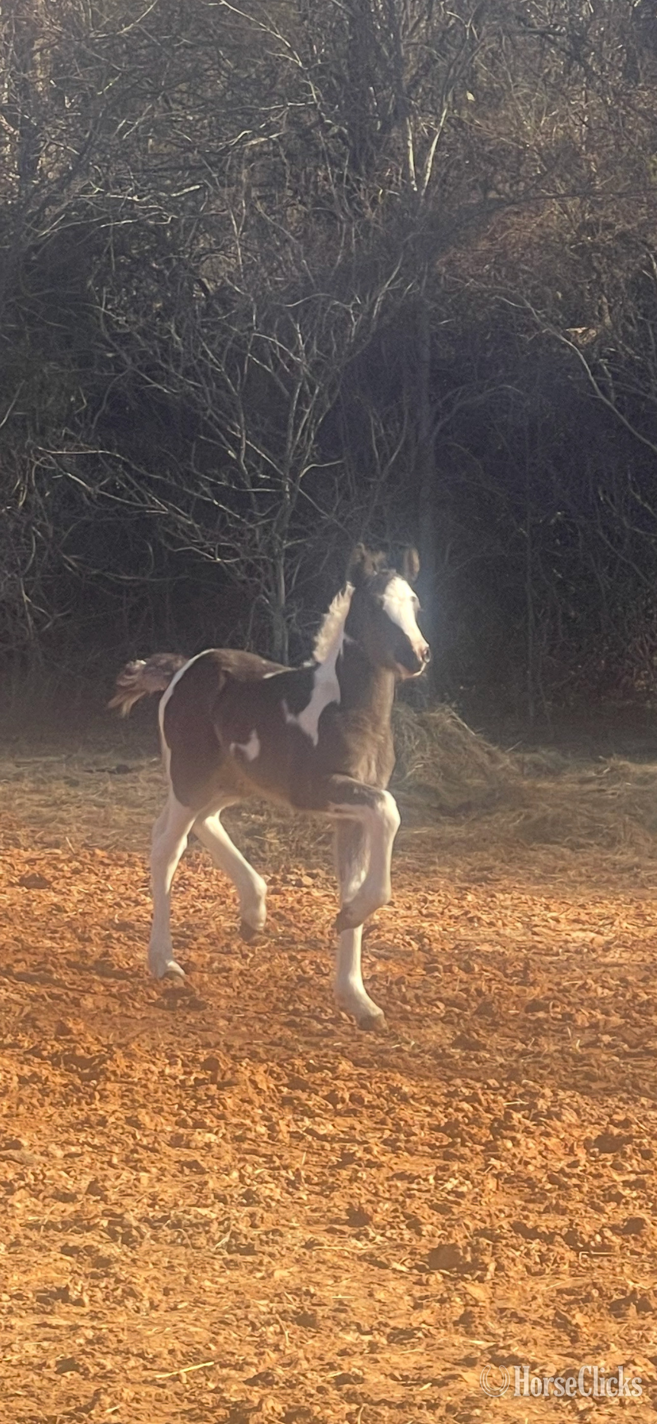 "Lilly"  Filly Gypsy Vanner