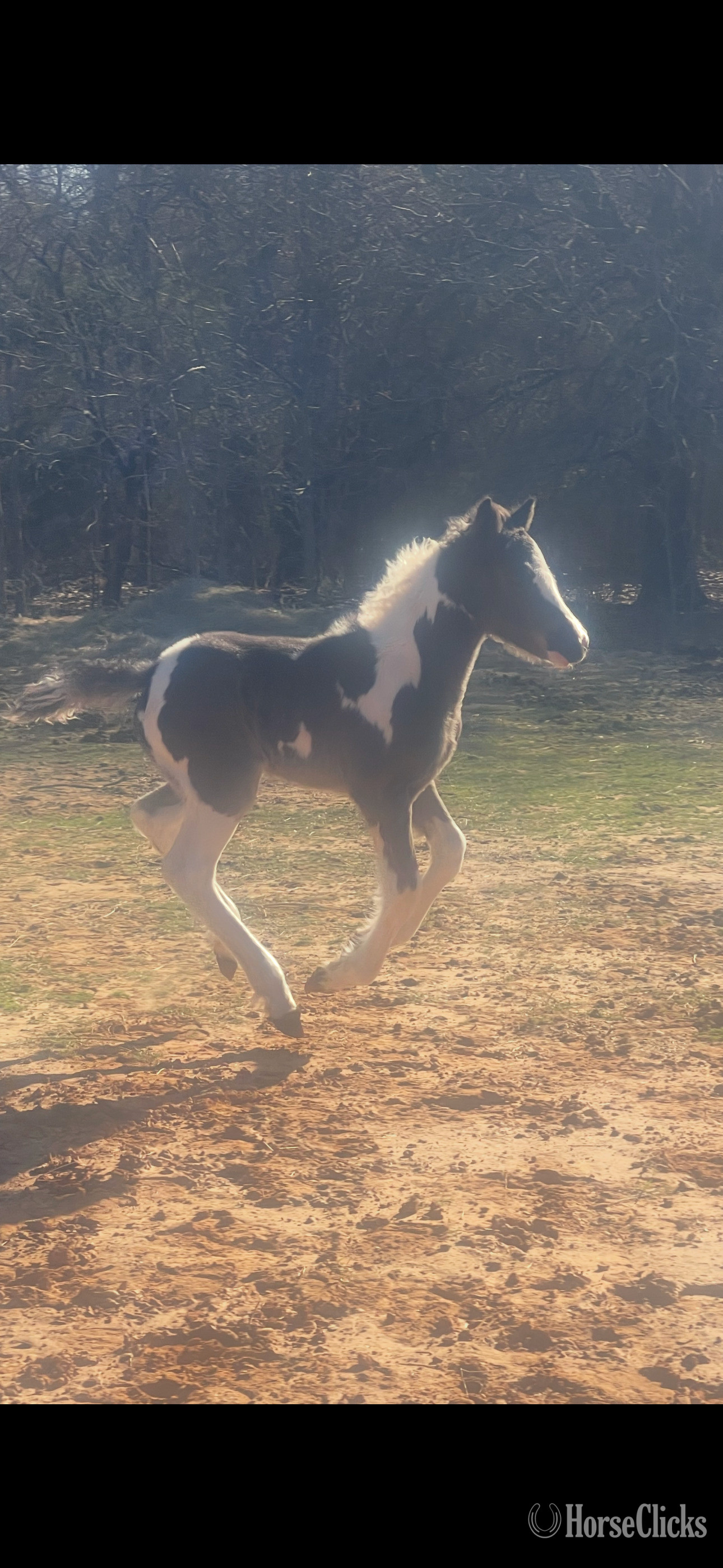 Oklahoma "Lilly"  Filly Gypsy Vanner