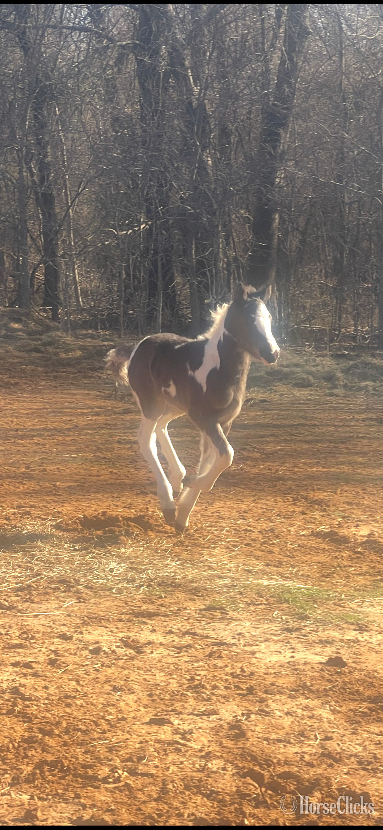 "Lilly"  Filly Gypsy Vanner - Gypsy Vanner in Oklahoma