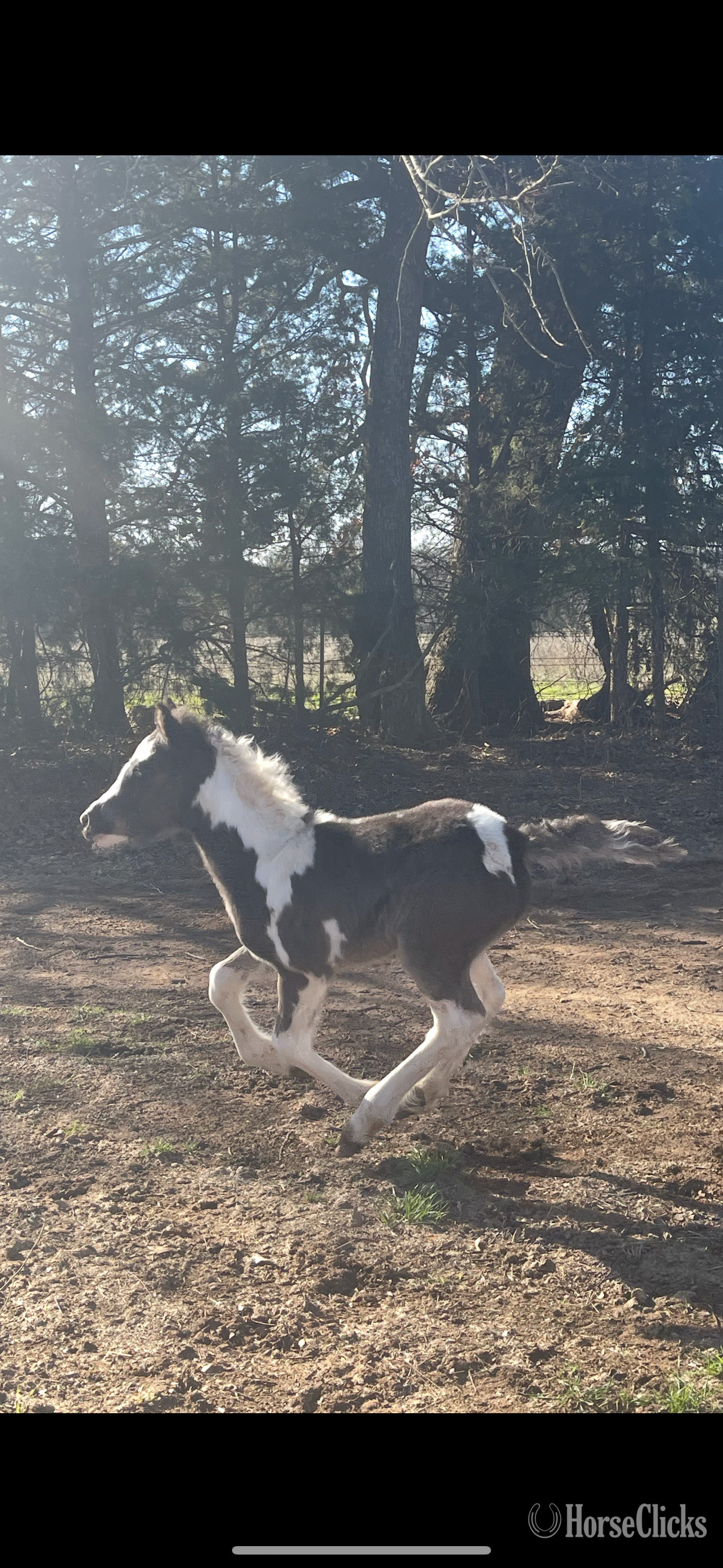 "Lilly"  Filly Gypsy Vanner - Gypsy Vanner