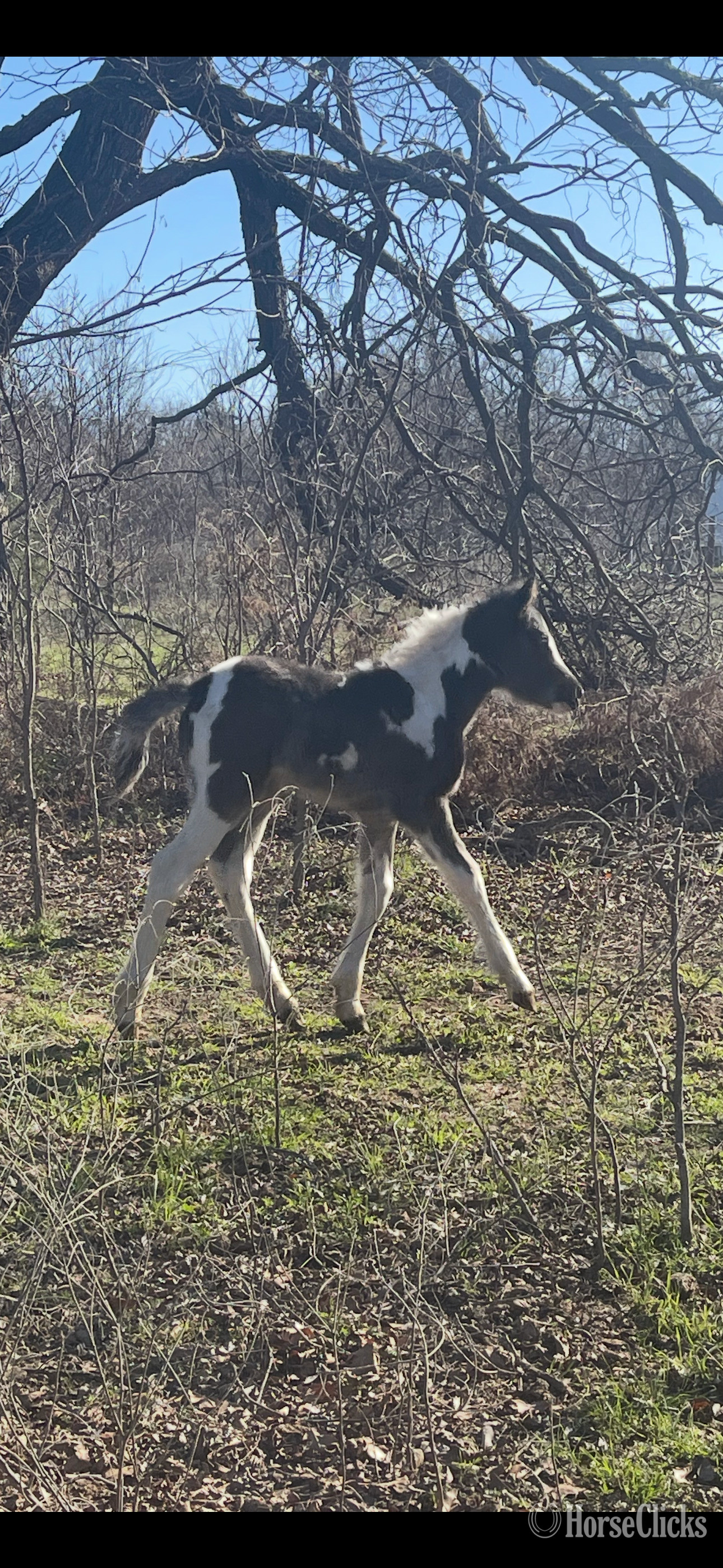 "Lilly"  Filly Gypsy Vanner Oklahoma