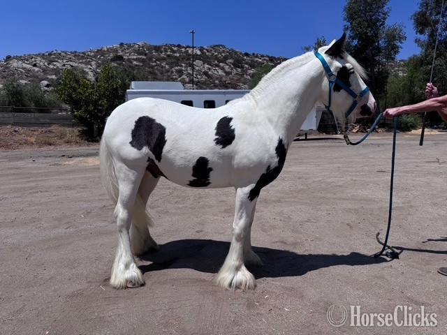 "Mister" Tabiano Colt Gypsy Vanner