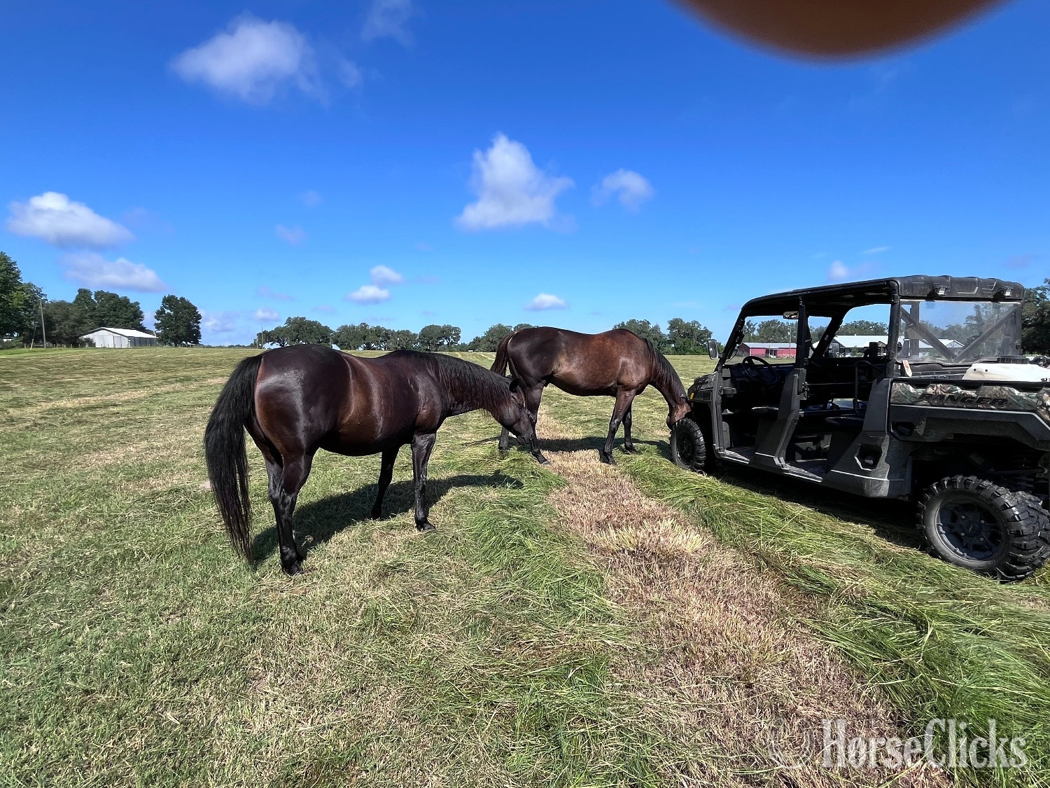 "Smokey" Black Mare Quarter Horse in Florida