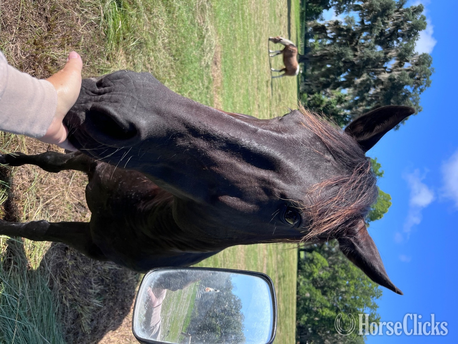 "Smokey" Black Mare Quarter Horse