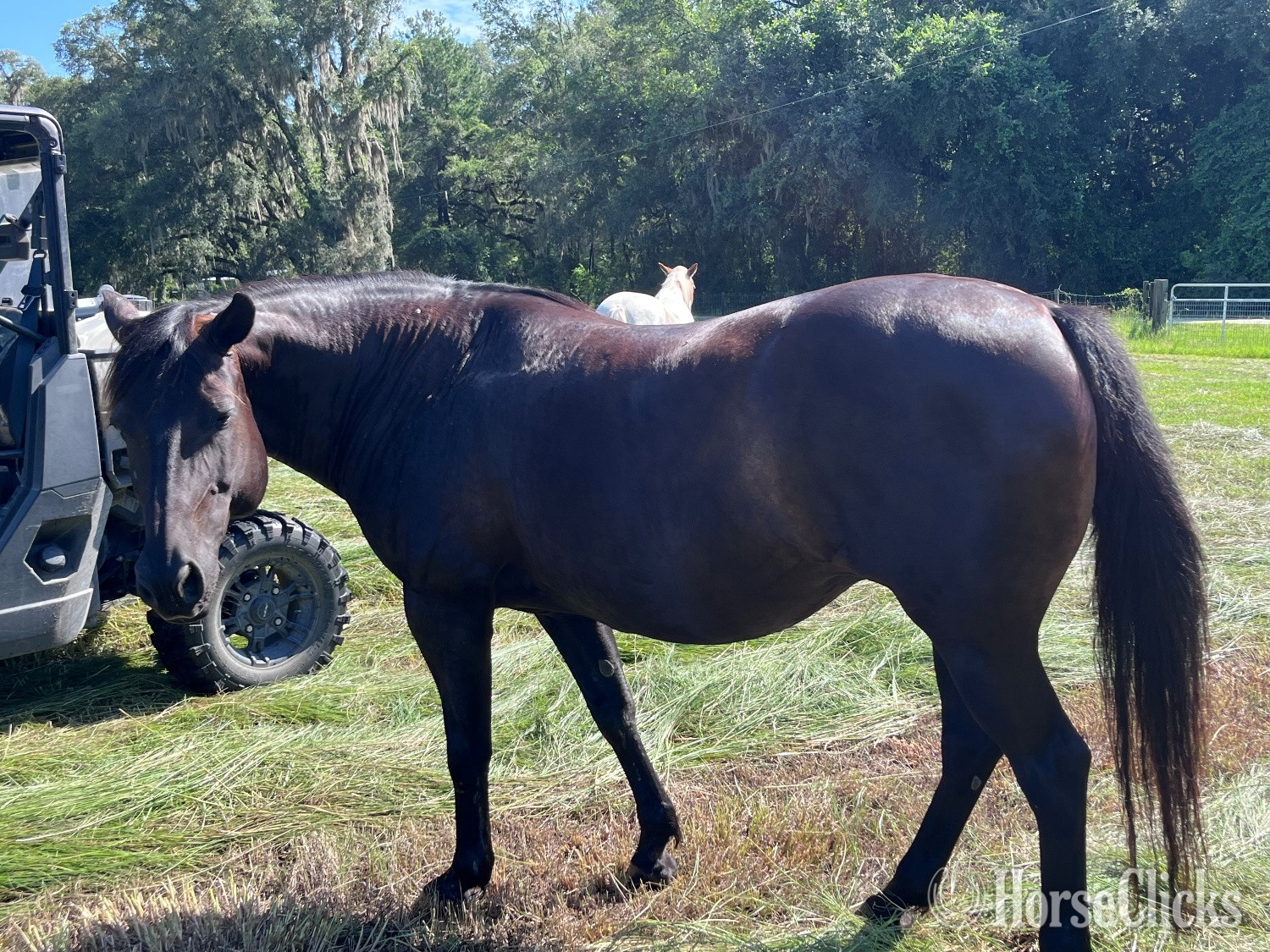 "Smokey" Black Mare Quarter Horse - Quarter Horse in Florida