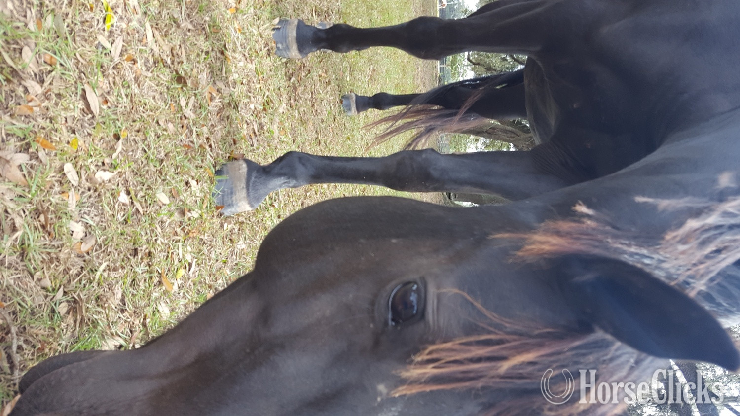"Smokey" Black Mare Quarter Horse - Quarter Horse