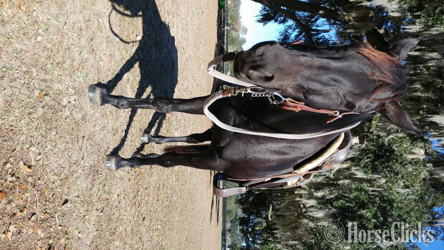 "Smokey" Black Mare Quarter Horse Florida