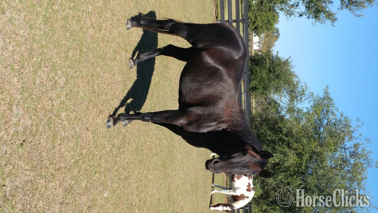 Quarter Horse - "Smokey" Black Mare Quarter Horse