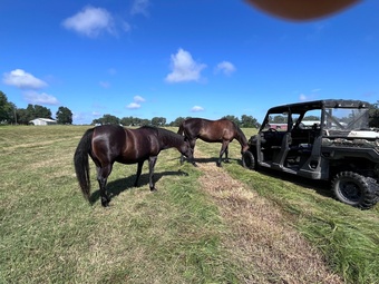 "Smokey" Black Mare Quarter Horse